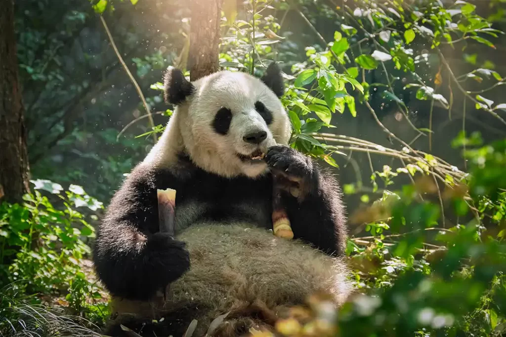 Pandas en China